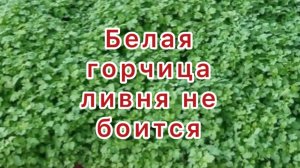 Белая горчица ливня не боится