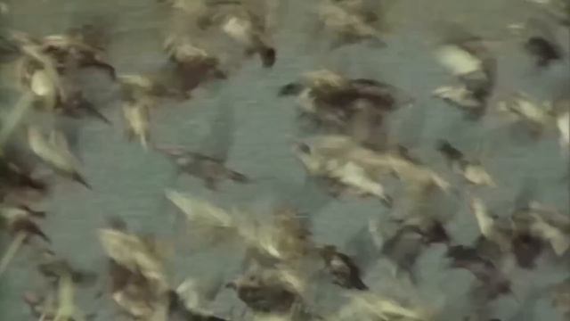 Эта ПТИЦА глотает ВСЁ, что движется! Почему не стоит приближаться к ЦАПЛЕ? смотреть онлайн