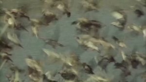 Эта ПТИЦА глотает ВСЁ, что движется! Почему не стоит приближаться к ЦАПЛЕ?