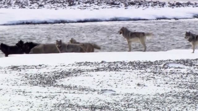 Эти Волки ИЗМЕНИЛИ течение РЕК! Невероятный эксперимент по возвращению хищников! смотреть онлайн