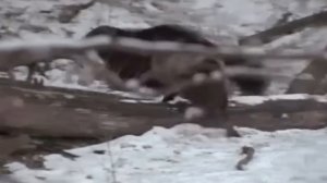 Держит в страхе ВОЛКОВ с Медведями и ест ЛОСЕЙ! Росомаха - Самый Бесстрашный ХИЩНИК!