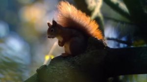 С Ним не связываются даже ЛИСЫ! Европейский Лесной КОТ — Скрытный и Редкий Хищник!