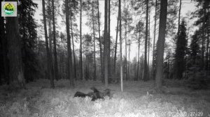 Медведь в заповеднике "Кивач" ночью 13.07.2025.