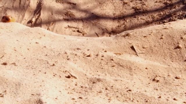 Банда, которую боятся даже КОБРЫ! Сурикаты — отважные охотники на Скорпионов! смотреть онлайн