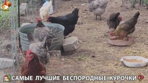 Цыплята и Курочки селяночки лучшие беспородные несушки 🥚 (226)