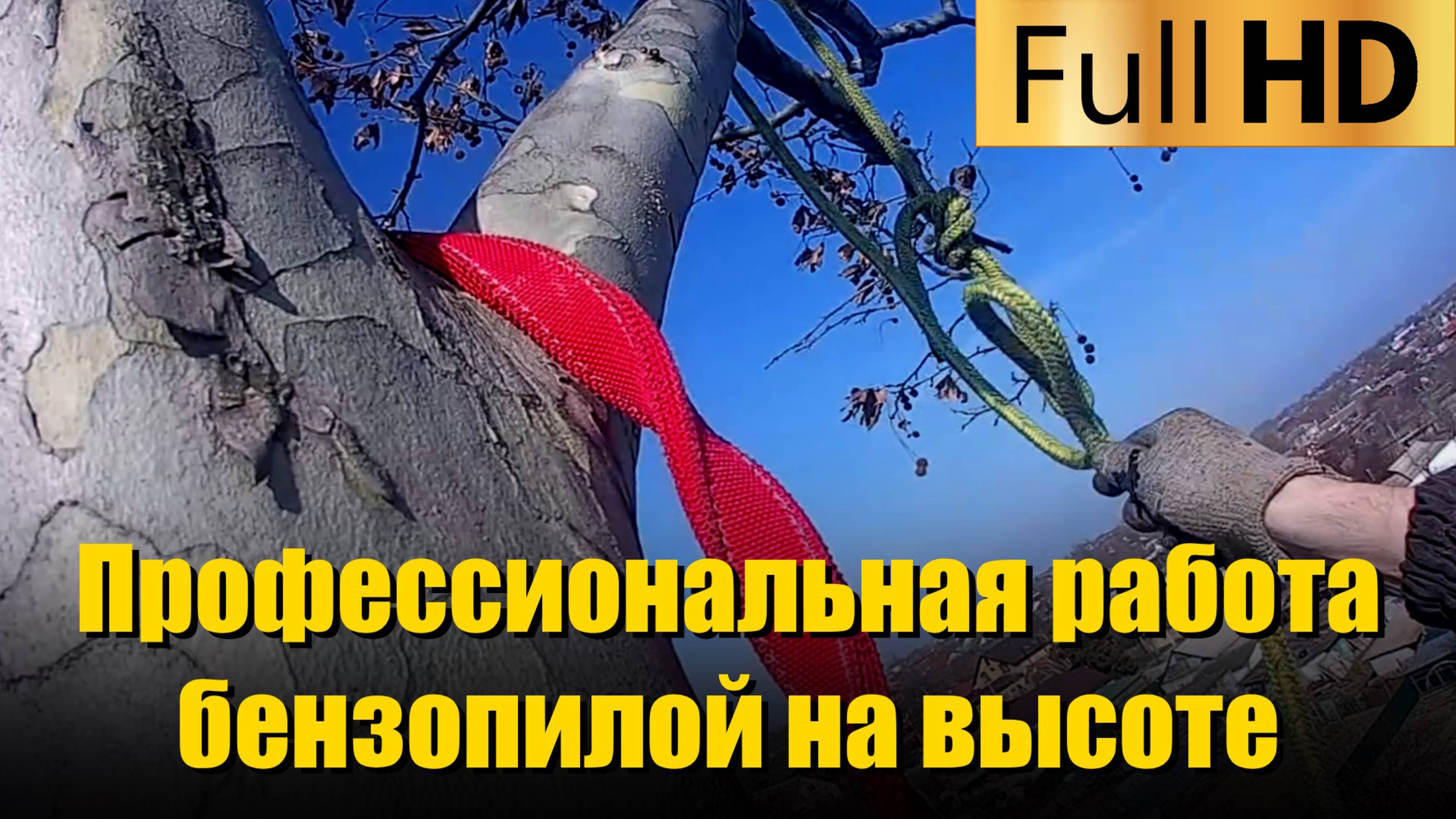 Arborist | Пилим высокий платан | Профессиональная работа бензопилой на высоте