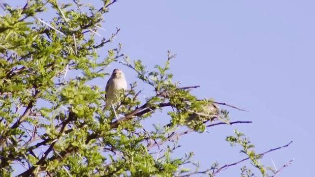 Каракал – Живая Ракета, которая сбивает даже Аистов! Величайший прыгун среди Кошек! смотреть онлайн