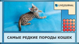 Коты, которых вы точно не встречали!