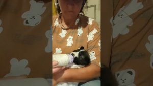 Наш Малышок как ребенок. Поел и уснул
