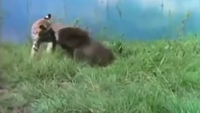 Вот на что готовы Кошки, чтобы защитить Котят! Даже медведи сбегают в ужасе! смотреть онлайн