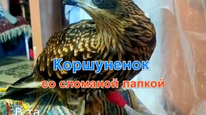 Коршуненок