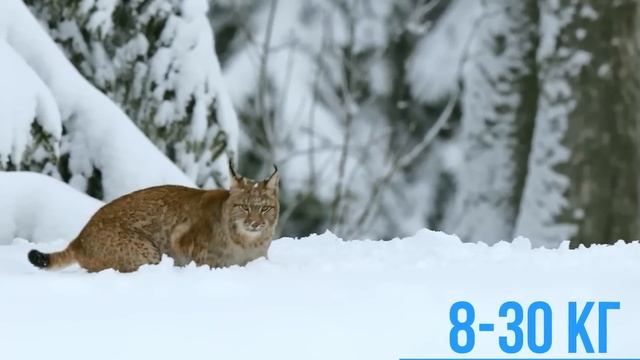 Вот как Рысь охотится ЗИМОЙ! Даже Олени в опасности! смотреть онлайн