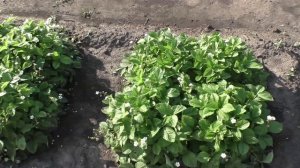 Ягоды клубники из семян сорта РЮГЕН