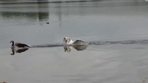 Этот Лебедь ТОПИТ Гусей и атакует Орлов! Шипун – самый агрессивный в семействе!
