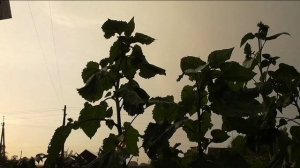 Очередной ливень, 5 августа, Барнаул.