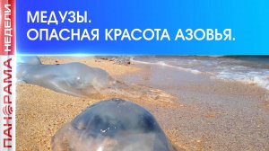 ⚡️ Опасность в воде. Азовское море заполонили медузы