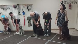 Занятие в группе по дрессировке: показ зубов. Тольятти, 31 июля 2025.