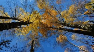 Осень. Русские Березы!