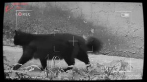 Видеостихия - 2022. Шорт-лист Классика жанра. Спецдиплом За мистику - Анастасия Грузкова