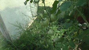 Полный обзор автоматизированной теплицы, теплица, автоматика в теплице.