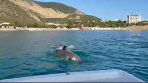 Встреча с дельфинами в море Анапы