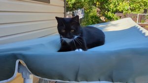 14-08-2025.Дача.кот Шурик верхолаз😂Свекла поспела!Мою бочку и собираю смородину✌️