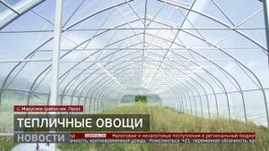 Ставка на огурцы: новый тепличный комплекс. Новости. 05/08/2025. GuberniaTV