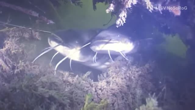 Для чего Обыкновенному сому  (European catfish) — Silurus glanis необходимо столько усов ?