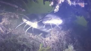 Для чего Обыкновенному сому (European catfish) — Silurus glanis необходимо столько усов ?