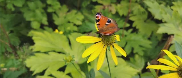 Обзор сооружений период войны | Манджурский орех | Заброшка | Военные доты ?! | Остров Сахалин смотреть онлайн