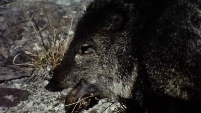 Эти "свиньи" дают отпор ЯГУАРАМ и Пумам! Пекари — Вспыльчивые клыкастые бандиты! смотреть онлайн