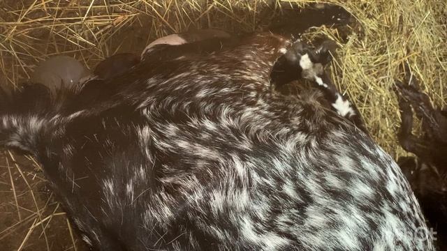 Окот битало-нубийской козы. Как принять окот у козы. Помощь козе при окоте. Коза родит сама. смотреть онлайн