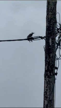 Дятел 🐦