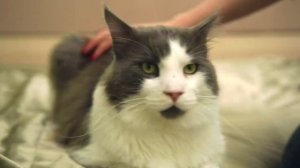 Гель для чистки зубов Tropicean