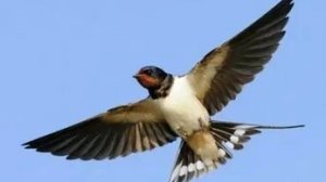 Ласточка деревенская.