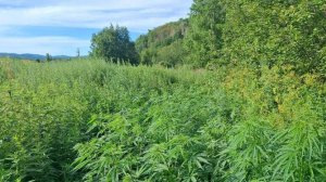 В Хабаровском крае было уничтожено более 3,5 тыс. кустов дикой конопли