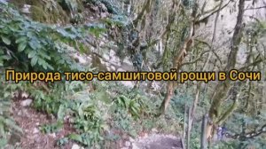 Тисо-Самшитовая роща в Сочи: прогулка по реликтовому лесу