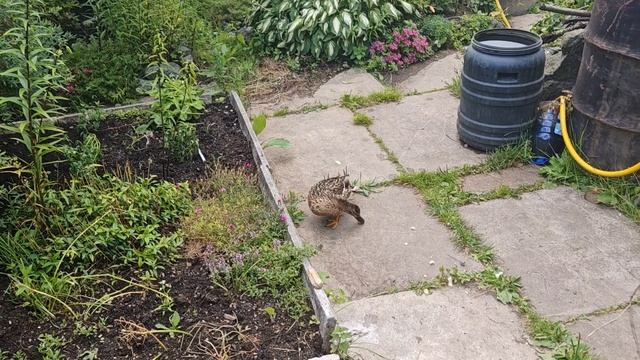 К нам прилетела утка смотреть онлайн