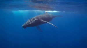 Кит плавает в море