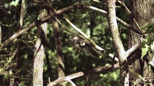 Тетеревятник – Лесной Истребитель, атакующий ЗАЙЦЕВ и УТОК! Самый большой ЯСТРЕБ!