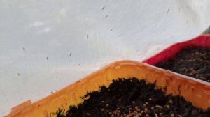 Расторопши взошла, сею пожитник