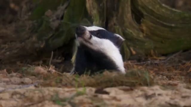Барсук — Лесной обжора, который может ПОСТОЯТЬ за себя! смотреть онлайн