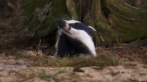 Барсук — Лесной обжора, который может ПОСТОЯТЬ за себя!