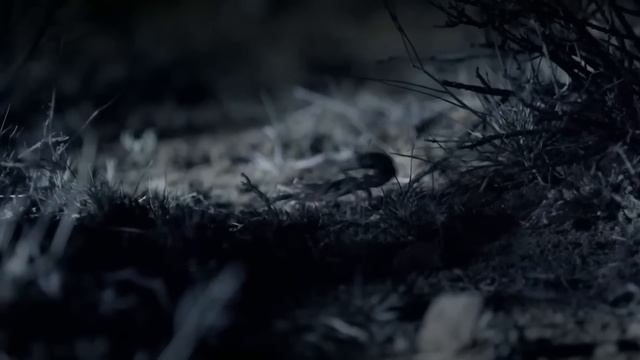 Её НЕВОЗМОЖНО увидеть! Черноногая Кошка  Самый Смертоносный ХИЩНИК саванны!