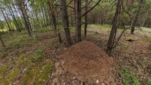 #Открытие грибного сезона в Сургуте.