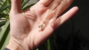 Итальянка .