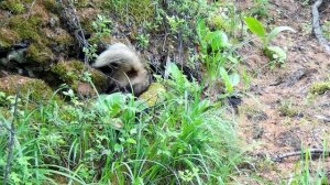 Барсуки в объективе