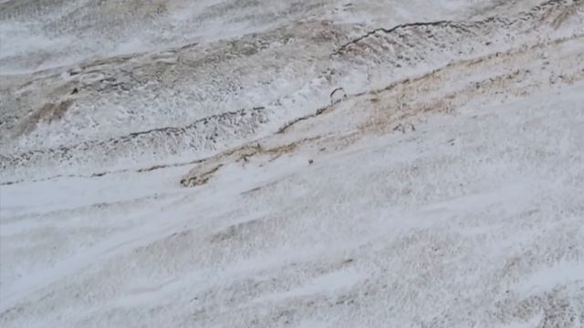 Чиру - живые РАКЕТЫ высокогорья! Волки в шоке от такой скорости!