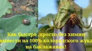 Самый эффективный способ борьбы с колорадским жуком на баклажанах!🍆 ПРОСТО,БЫСТРО,ЛЕГКО,Без химии!