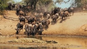 Эти Антилопы Прыгают по головам КРОКОДИЛОВ! Вот как Гну уходят от опасности!